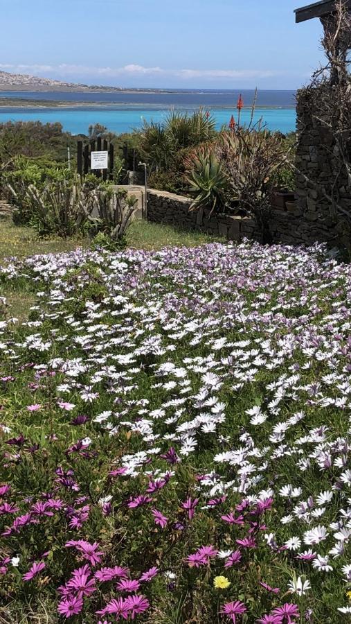 Conchiglia Di Stintino Vista Mare Daire Dış mekan fotoğraf